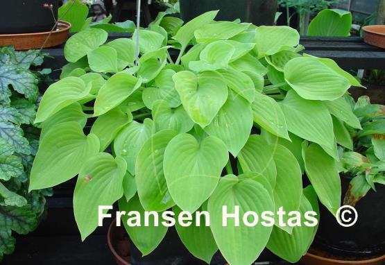 Hosta Vina